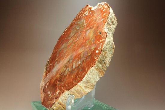 アリゾナ産 一級品 珪化木(ケイカボク)(その4)