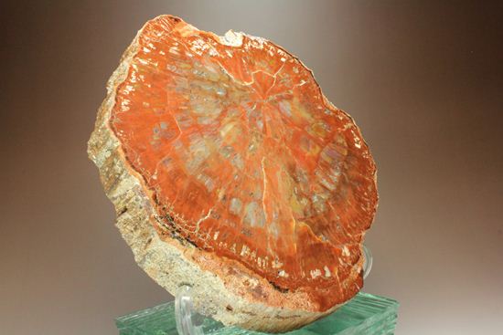 アリゾナ産 一級品 珪化木(ケイカボク)(その5)