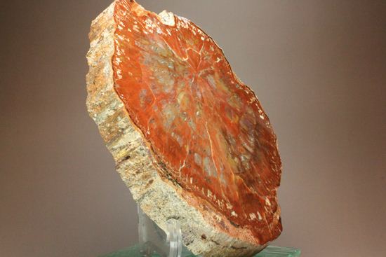 アリゾナ産 一級品 珪化木(ケイカボク)(その6)