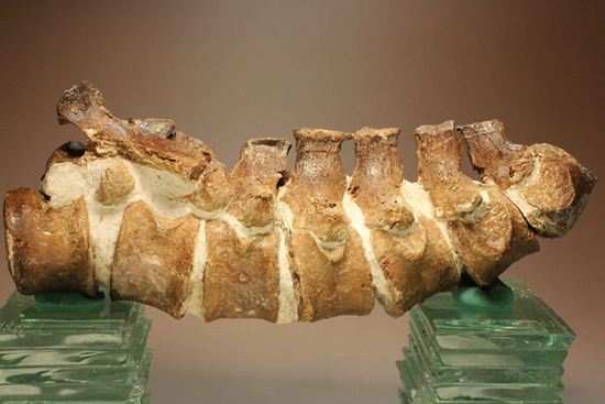 首長すぎ！エラスモサウルスの脊椎骨（7個関節状態）（その1）