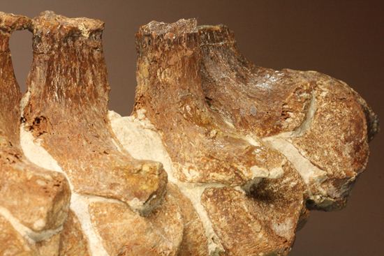 首長すぎ！エラスモサウルスの脊椎骨（7個関節状態）（その12）