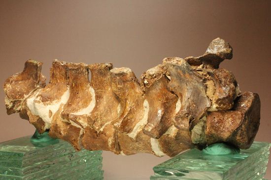 首長すぎ！エラスモサウルスの脊椎骨（7個関節状態）（その16）