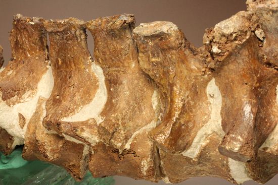 首長すぎ！エラスモサウルスの脊椎骨（7個関節状態）（その18）