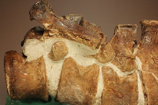 首長すぎ！エラスモサウルスの脊椎骨（7個関節状態）（その2）