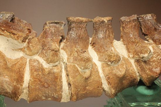 首長すぎ！エラスモサウルスの脊椎骨（7個関節状態）（その3）
