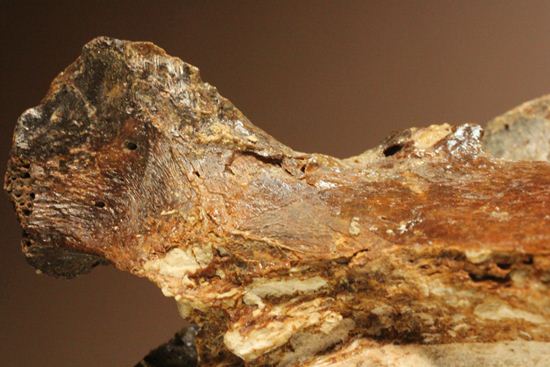 首長すぎ！エラスモサウルスの脊椎骨（7個関節状態）（その6）