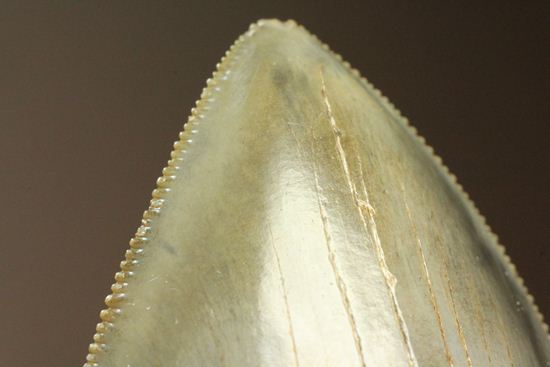 セレーション、エナメル質の保存状態最高。メガロドンの歯化石（その10）