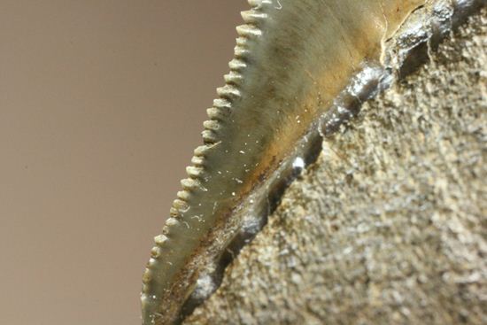 セレーション、エナメル質の保存状態最高。メガロドンの歯化石（その11）