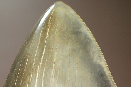 セレーション、エナメル質の保存状態最高。メガロドンの歯化石（その12）