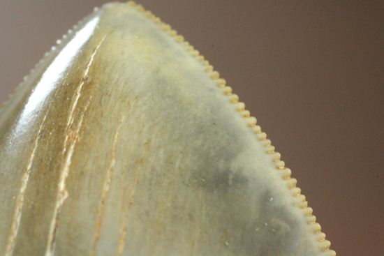 セレーション、エナメル質の保存状態最高。メガロドンの歯化石（その13）