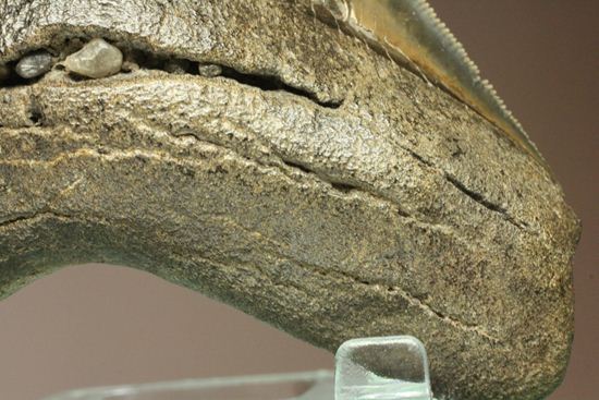 セレーション、エナメル質の保存状態最高。メガロドンの歯化石（その15）