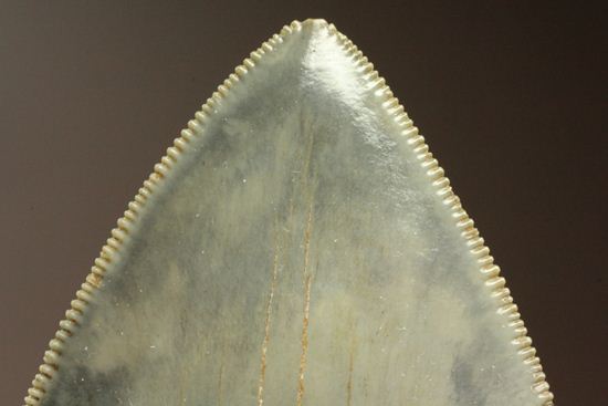 セレーション、エナメル質の保存状態最高。メガロドンの歯化石（その16）