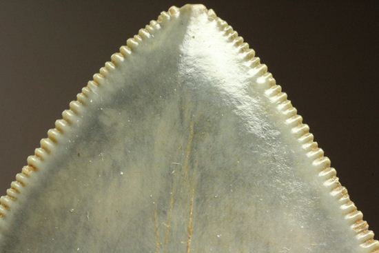 セレーション、エナメル質の保存状態最高。メガロドンの歯化石（その17）