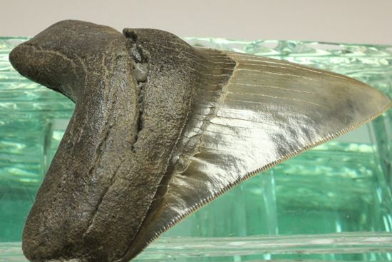 セレーション、エナメル質の保存状態最高。メガロドンの歯化石（その19）
