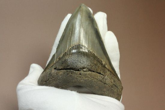 セレーション、エナメル質の保存状態最高。メガロドンの歯化石（その20）