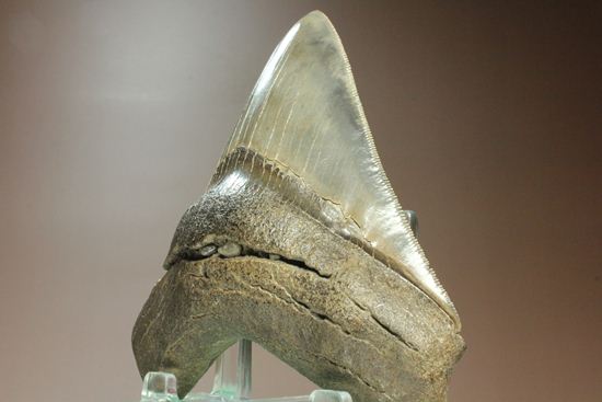セレーション、エナメル質の保存状態最高。メガロドンの歯化石（その3）