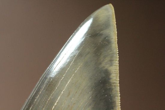 セレーション、エナメル質の保存状態最高。メガロドンの歯化石（その5）