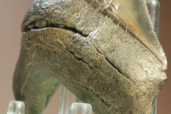 セレーション、エナメル質の保存状態最高。メガロドンの歯化石（その7）