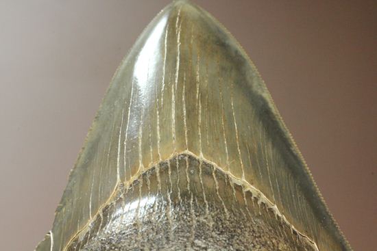セレーション、エナメル質の保存状態最高。メガロドンの歯化石（その8）