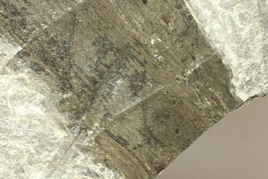 古代石炭紀の巨木(カラミテスまたの名をロボク)の極上化石(その10)