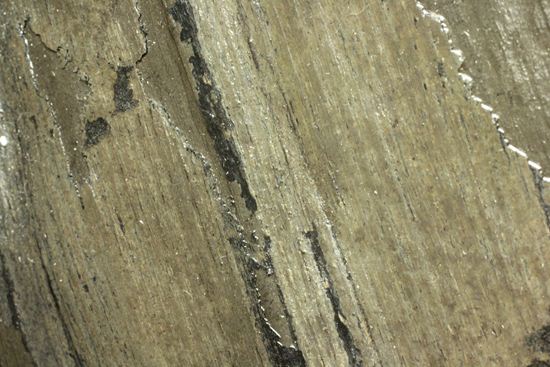 古代石炭紀の巨木（カラミテスまたの名をロボク）の極上化石（その11）