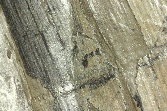 古代石炭紀の巨木(カラミテスまたの名をロボク)の極上化石(その12)