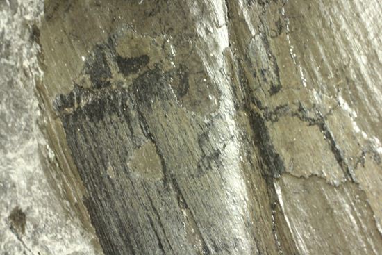 古代石炭紀の巨木（カラミテスまたの名をロボク）の極上化石（その13）