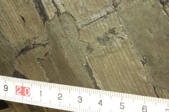 古代石炭紀の巨木(カラミテスまたの名をロボク)の極上化石(その14)