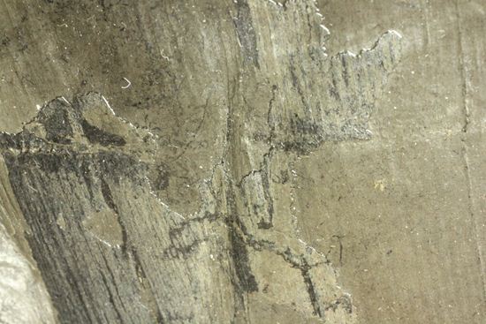 古代石炭紀の巨木(カラミテスまたの名をロボク)の極上化石(その15)