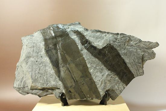 古代石炭紀の巨木(カラミテスまたの名をロボク)の極上化石(その17)