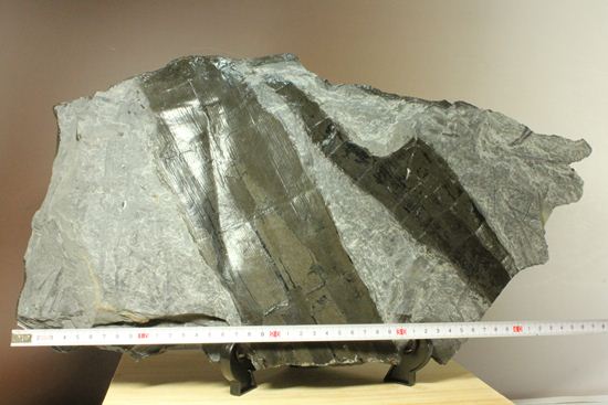 古代石炭紀の巨木(カラミテスまたの名をロボク)の極上化石(その3)