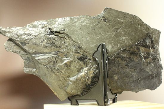 古代石炭紀の巨木(カラミテスまたの名をロボク)の極上化石(その6)