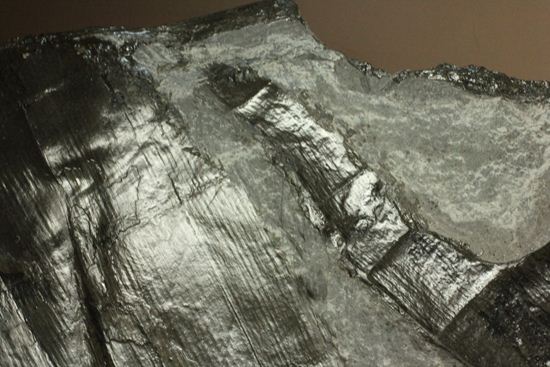 古代石炭紀の巨木(カラミテスまたの名をロボク)の極上化石(その7)