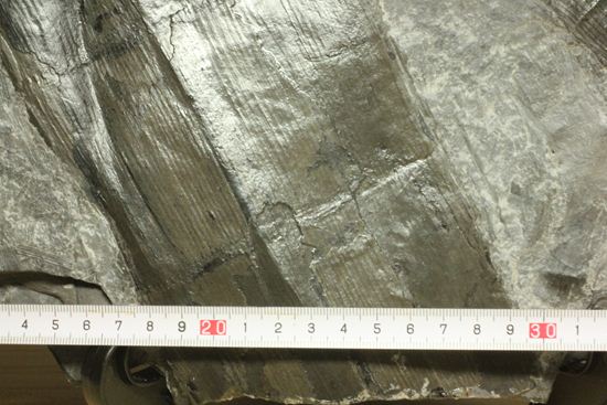 古代石炭紀の巨木(カラミテスまたの名をロボク)の極上化石(その8)