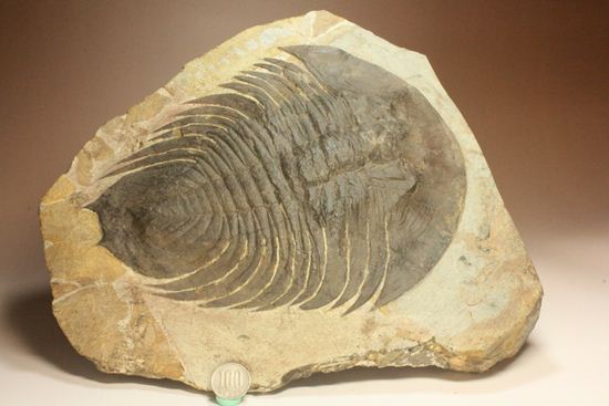 破格サイズ25センチ!オルドビス紀の巨大三葉虫ディケロケファリア(その8)