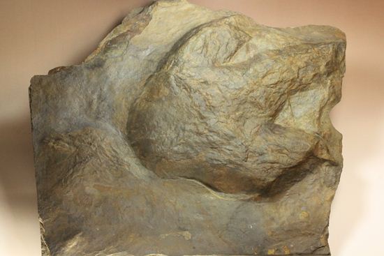 超巨大！50cm弱で15kgアロサウルスのフットプリント（ポジ）（その1）