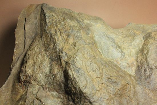 超巨大！50cm弱で15kgアロサウルスのフットプリント（ポジ） アンモナイト 販売