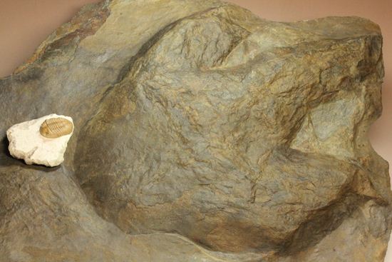超巨大！50cm弱で15kgアロサウルスのフットプリント（ポジ）（その4）