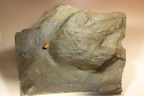 超巨大！50cm弱で15kgアロサウルスのフットプリント（ポジ）（その5）