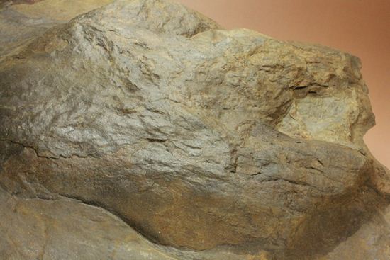 超巨大！50cm弱で15kgアロサウルスのフットプリント（ポジ）（その8）