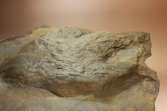 超巨大！50cm弱で15kgアロサウルスのフットプリント（ポジ）（その9）