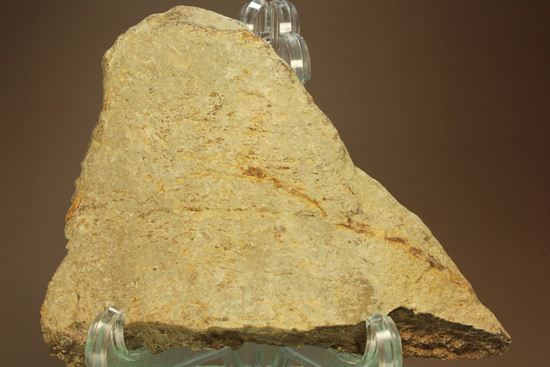 トリケラトプスのフリル化石（その1）