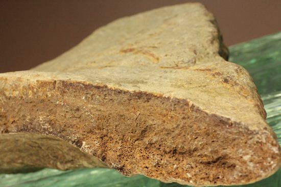 トリケラトプスのフリル化石 トリケラトプス 販売