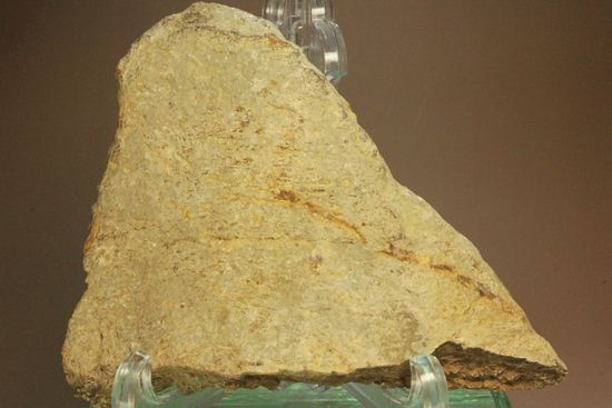 トリケラトプスのフリル化石 トリケラトプス 販売