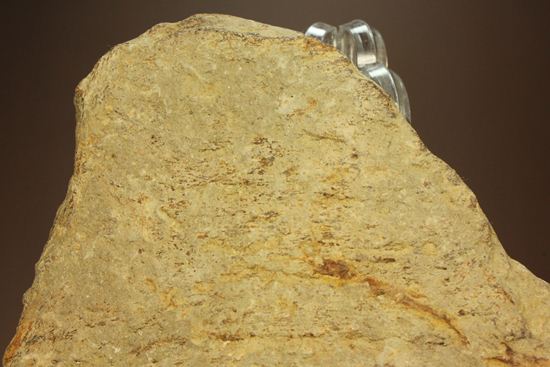 トリケラトプス　フリル　化石　恐竜 トリケラトプス フリル・セクション｜INTERNATIONAL MINERAL & FOSSIL