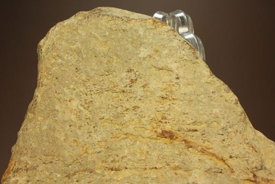 トリケラトプスのフリル化石（その4）