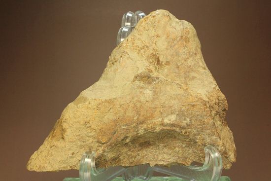 トリケラトプスのフリル化石（その7）