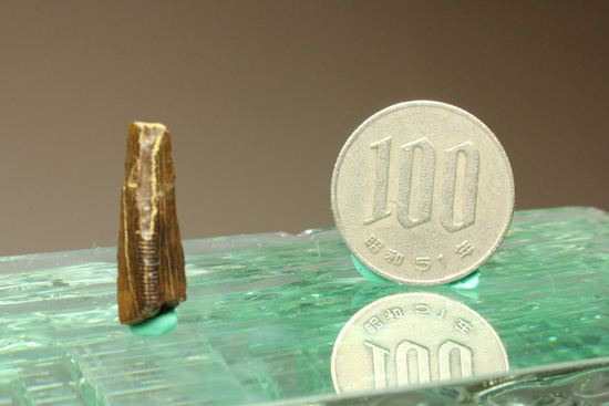 ティラノサウルスの歯の化石（その11）