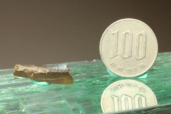 ティラノサウルスの歯の化石（その12）