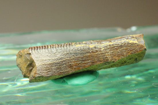 ティラノサウルスの歯の化石（その13）